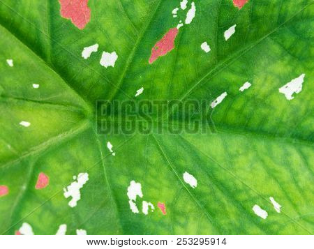 Pink And White Freckles On Caladium Bicolour Leaf