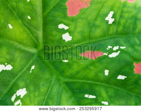 Pink And White Freckles On Caladium Bicolour Leaf
