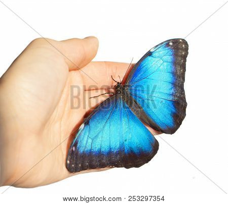 Blue Morpho Butterfly On Girl's Hand Is Isolated On White Background