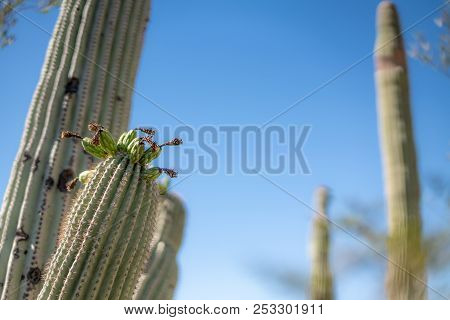 Saguaro Cactus Blossoms With White Flower And Fruit