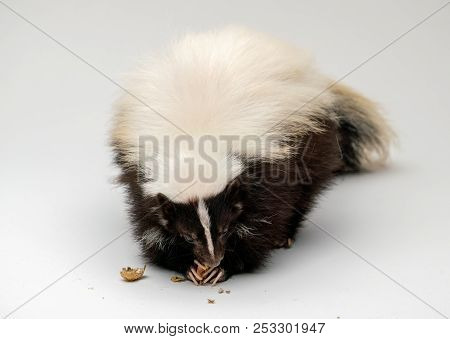 Striped Skunk - Mephitis Mephitis In Front Of A White Background