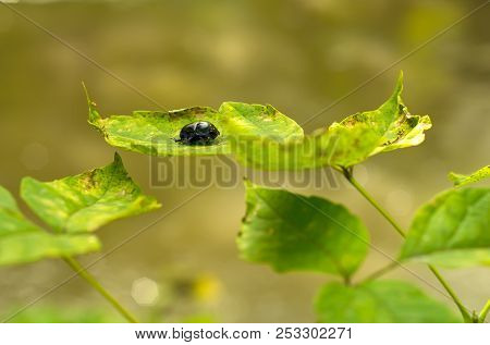 Close Up, Black Geotrupes Stercorarius Beetle Sits On Green Leaf