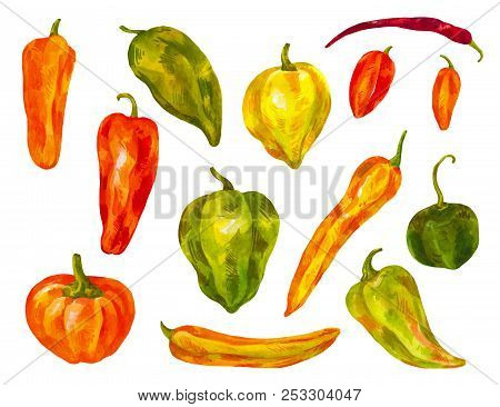 Many Different Peppers. Watercolor Set. Bulgarian, Chili, Different Varieties Of Healthy Indredient 