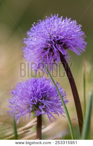 Natural Violet Bloom Naked-stalked Globularia (globularia Nudicaulis) Flower