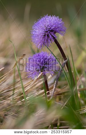 Violet Natural Bloom Leafless-stemmed Globularia (globularia Nudicaulis) Flower