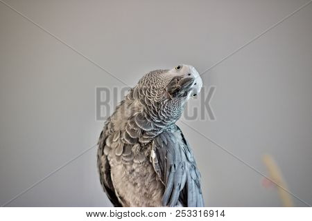 Beautiful African Grey Parrot At Home. Bird.