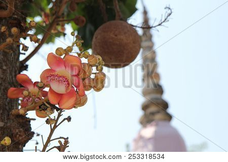 Beautiful In Pink Of  Cannonball Flower (call Sal Flower In Thai) And Fruit On Tree. Selective Focus