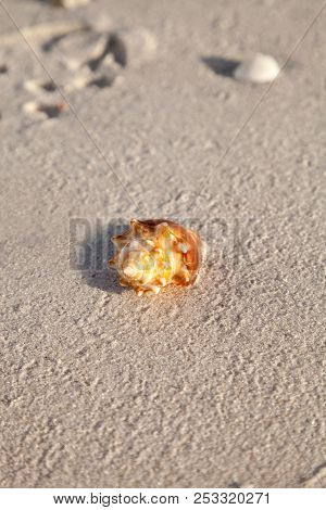 Fighting Conch Seashell Strombus Pugilis On A White Sand Beach