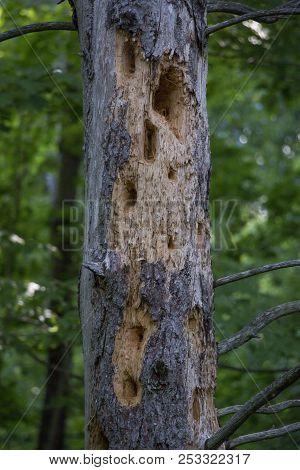 Holes Made In A Tree From Woodpeckers.