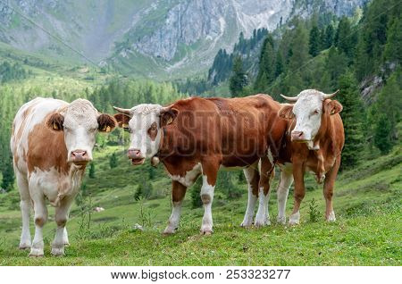 A Group Of Swiss Cows, Grazing In A Meadow In The Itialian Alps, In The Dolomites, On A Summer After