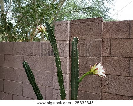 Night Blooming Cereus Cactus Is About To Close Its Flowers On Long Thornless Stalks