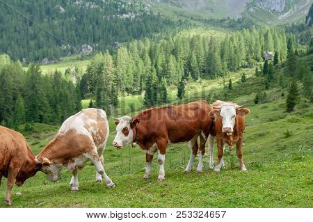 A Group Of Swiss Cows, Grazing In A Meadow In The Itialian Alps, In The Dolomites, On A Summer After