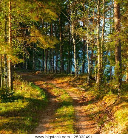 Sonnenstrahlen im Wald