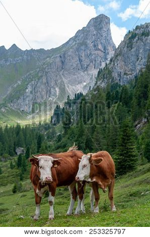 A Group Of Swiss Cows, Grazing In A Meadow In The Itialian Alps, In The Dolomites, On A Summer After