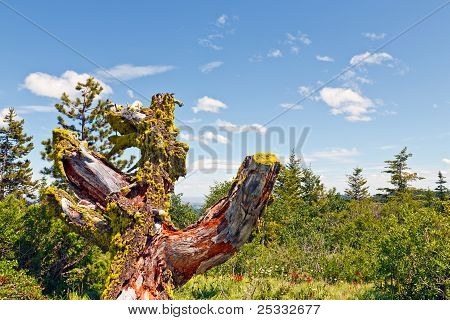 Laho kanto Moss