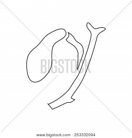 Gallbladder Icon In Outline Style Isolated On White Background