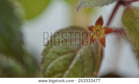 Smole Flower Green Macro Background Blur
Red , Background,