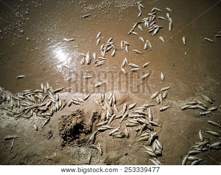 A Lot Of Dead Fish On The Sand Beach Of Lake Peipus, Estonia.  Small Fish, Close-up Shot In The Sunn