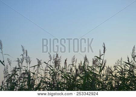 Fresh Green Sane On Clear Blue Sky Background.