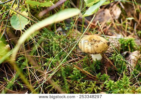 Russula Emetica, Commonly Known As The Sickener