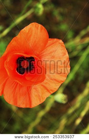 Red Poppy Flowers On The Field Of Wheat Summertime