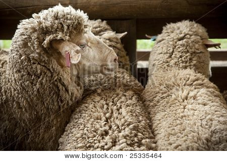 Ovce čekající na Shearing_02