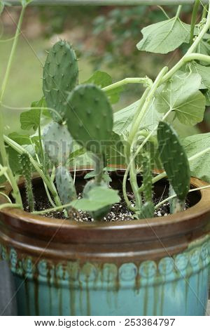 Cactus And Vine Growing In A Brown And Green Ceramic Pot