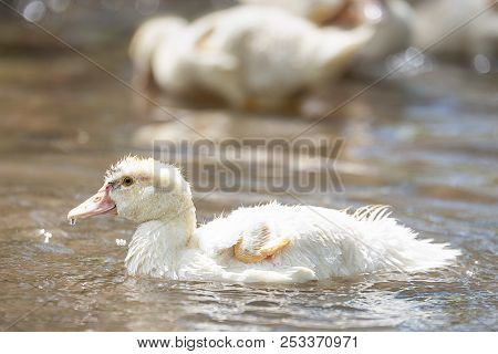 Little Indoda In The Pond Close-up On A Sunny Summer Bright Day