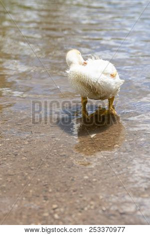 White Small Indoda Washes In The Pond In Sunny Bright Day