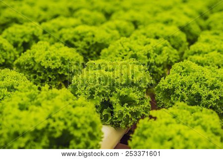 Hydroponic Vegetables Salad Farm. Hydroponics Method Of Growing Plants Vegetables Salad Farm, In Wat