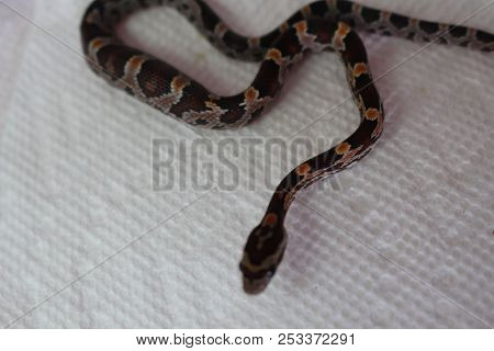 Corn Snake In Front Of A White Background