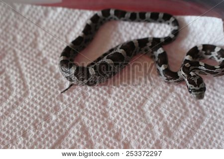 Corn Snake In Front Of A White Background