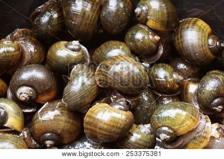 Close Up Group Fresh Golden Applesnail Shell