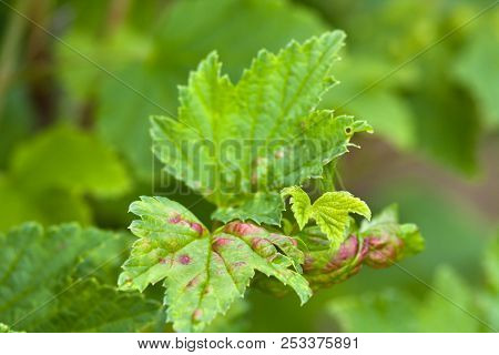 Ill Leaves Of Red Currant Infected By Gallic Aphids (selective Focus Used)