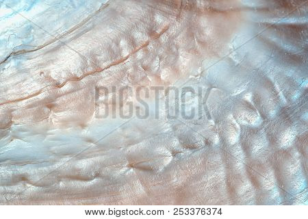 Luxury Nacre Seashell Background Texture Close Up