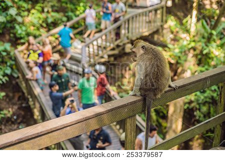 Long-tailed Macaques Macaca Fascicularis In Sacred Monkey Forest, Ubud, Indonesia
