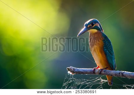 Common European Kingfisher Or Alcedo Atthis Sits On A Stick Above The River And Hunting For Fish. Th