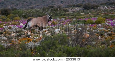 Oryx i blomst