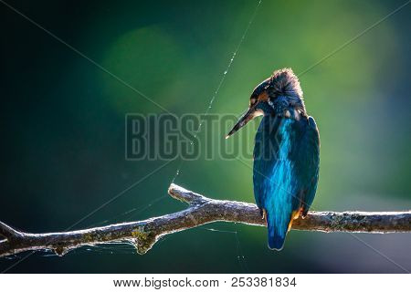 Common European Kingfisher Or Alcedo Atthis Sits On A Stick Above The River And Hunting For Fish. Th