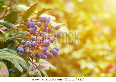 Green Decorative Plant With Blue Berry In The City Park, Macro Photography, Sunligt Effect