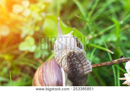 Big Snail In The Grass, Macro, Sun, Cochlea And Macrophotography