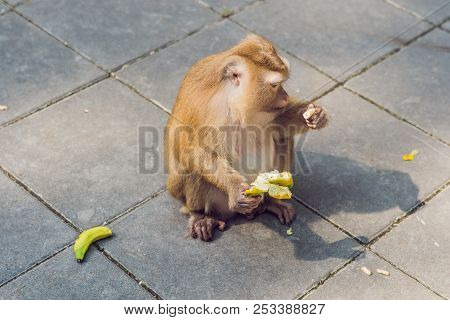 A Macaca Monkey, Khao Toh Sae Viewpoint On The Highest Hill In Phuket, Thailand