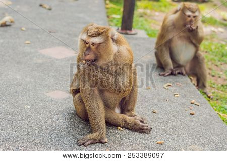 A Macaca Monkey, Khao Toh Sae Viewpoint On The Highest Hill In Phuket, Thailand