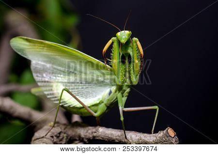 Mantis In Defensive Stance. European Mantis Religiosa