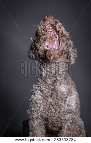 Lagotto Romagnolo Dog Catching Food, Mouth Open.