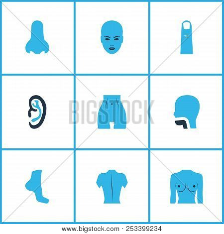 Body Icons Colored Set With Face, Finger, Breast And Other Head Elements. Isolated  Illustration Bod