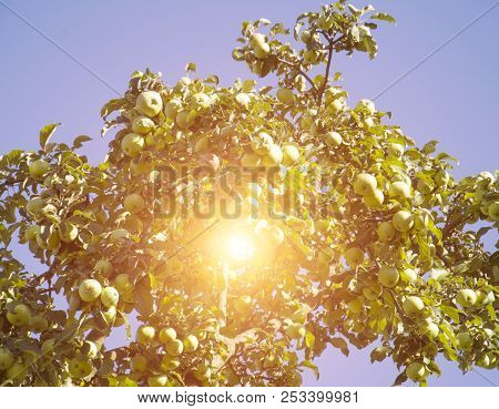Apple Tree Background Over Blue Summer Sky