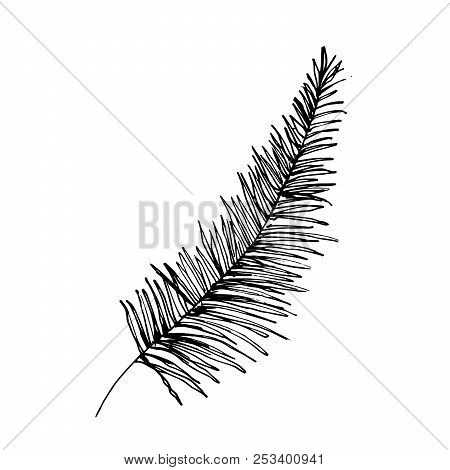 Isolated Sketched Coconut Or Queen Palm Tree Leaves. Beach And Rainforest, Desert Coco Flora. Foliag