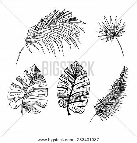 Set Of Isolated Sketched Coconut Or Queen Palm Trees With Leaves. Beach And Rainforest, Desert Coco 