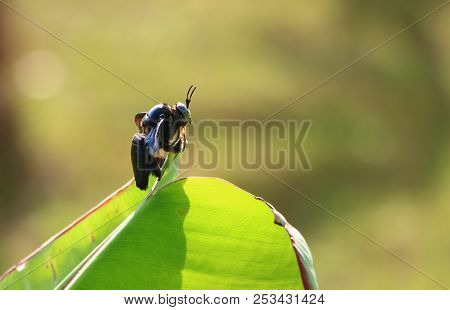 Black Bees On Banana Tree Leaves During Daylight